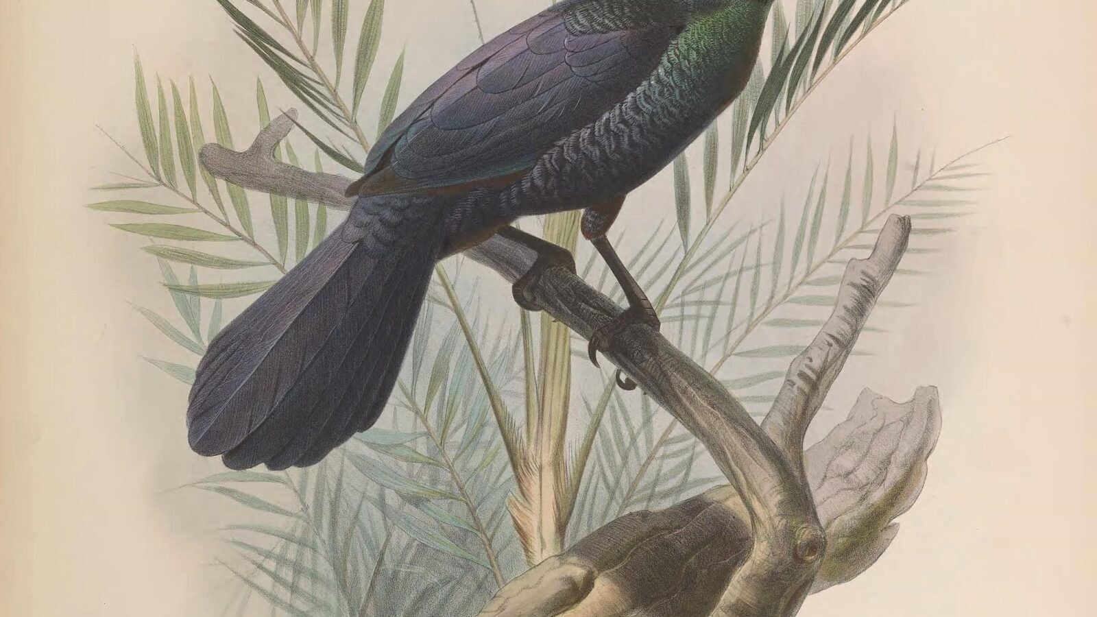 Glossy-mantled Manucode