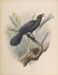 Glossy-mantled Manucode