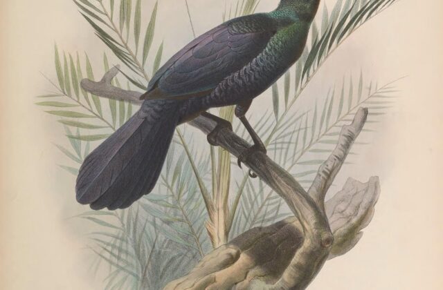 Glossy-mantled Manucode
