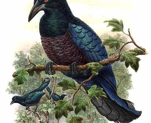 Curl-crested Manucode