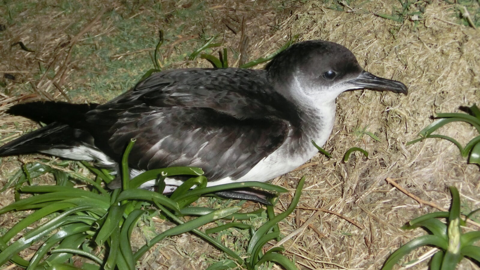 Manx Shearwater