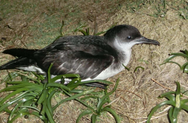 Manx Shearwater