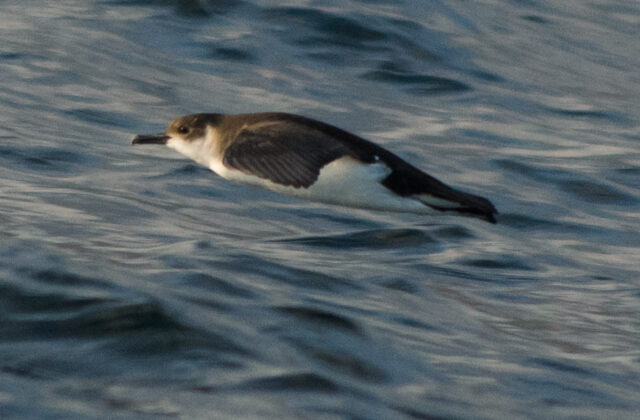 Barolo Shearwater