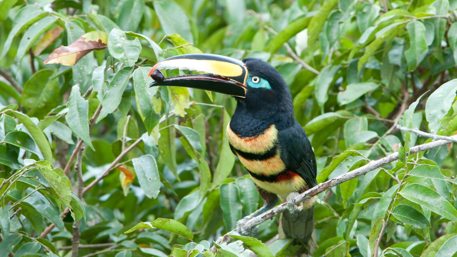 Many-banded Aracari