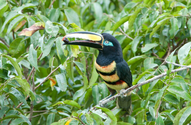Many-banded Aracari