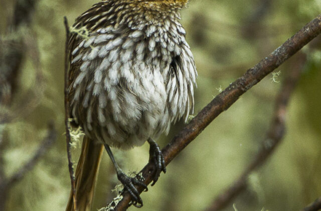 Many-striped Canastero
