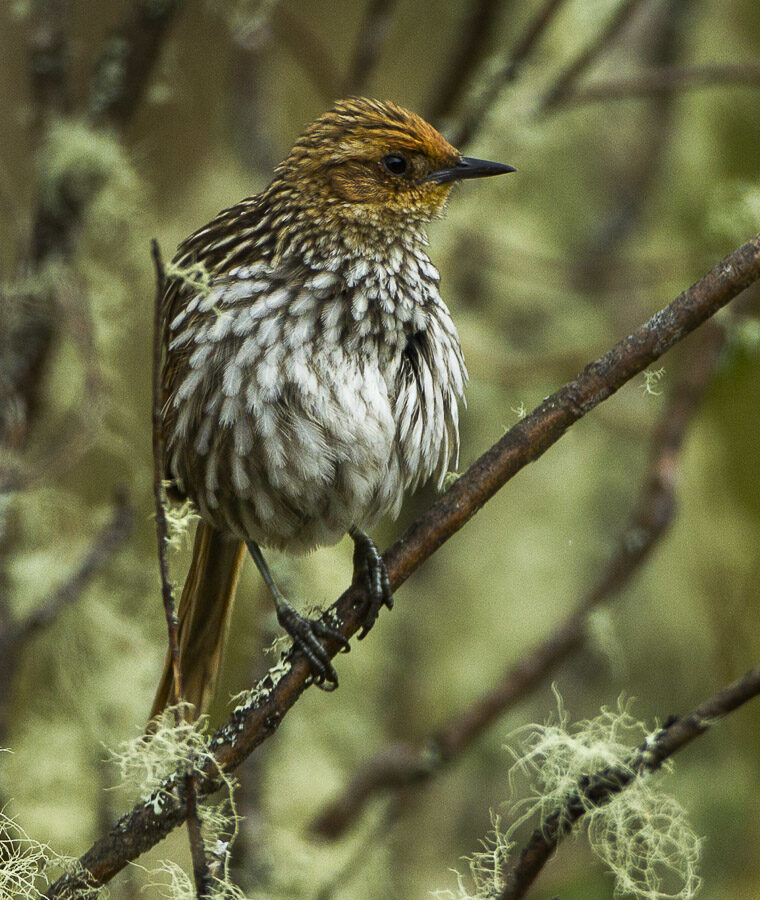 Many-striped Canastero