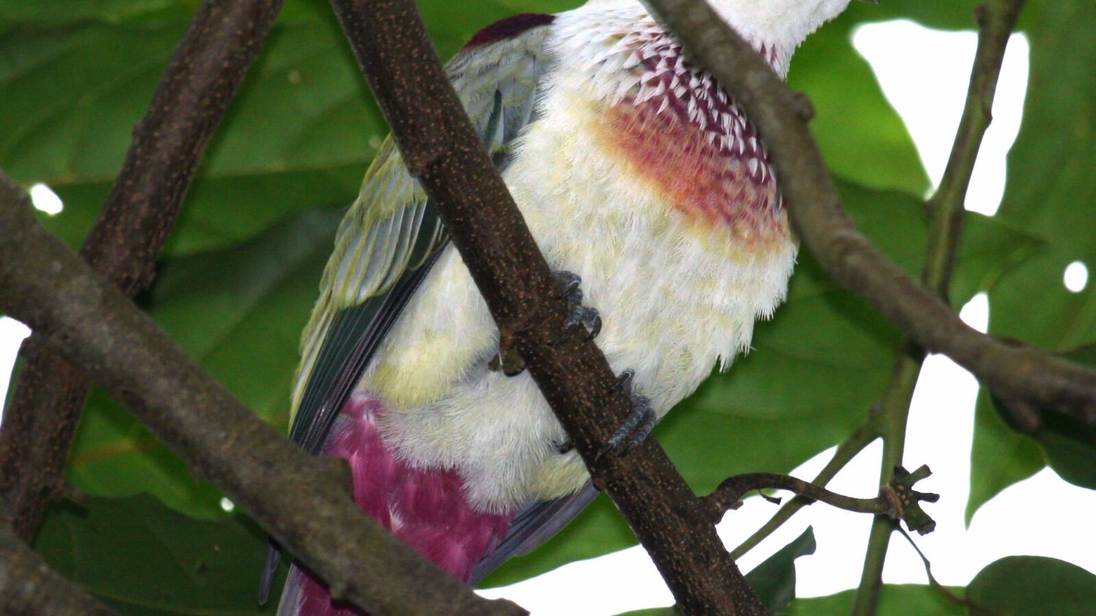 Many-colored Fruit Dove
