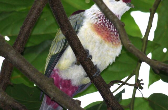 Many-colored Fruit Dove
