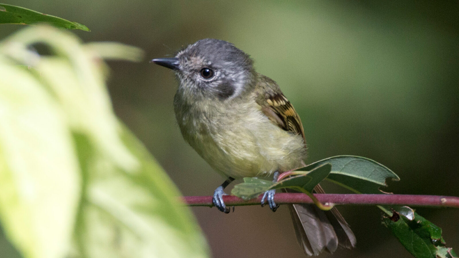 Marble-faced Bristle Tyrant