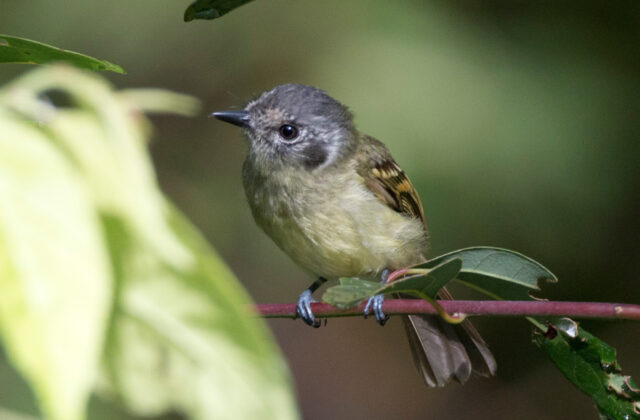 Marble-faced Bristle Tyrant