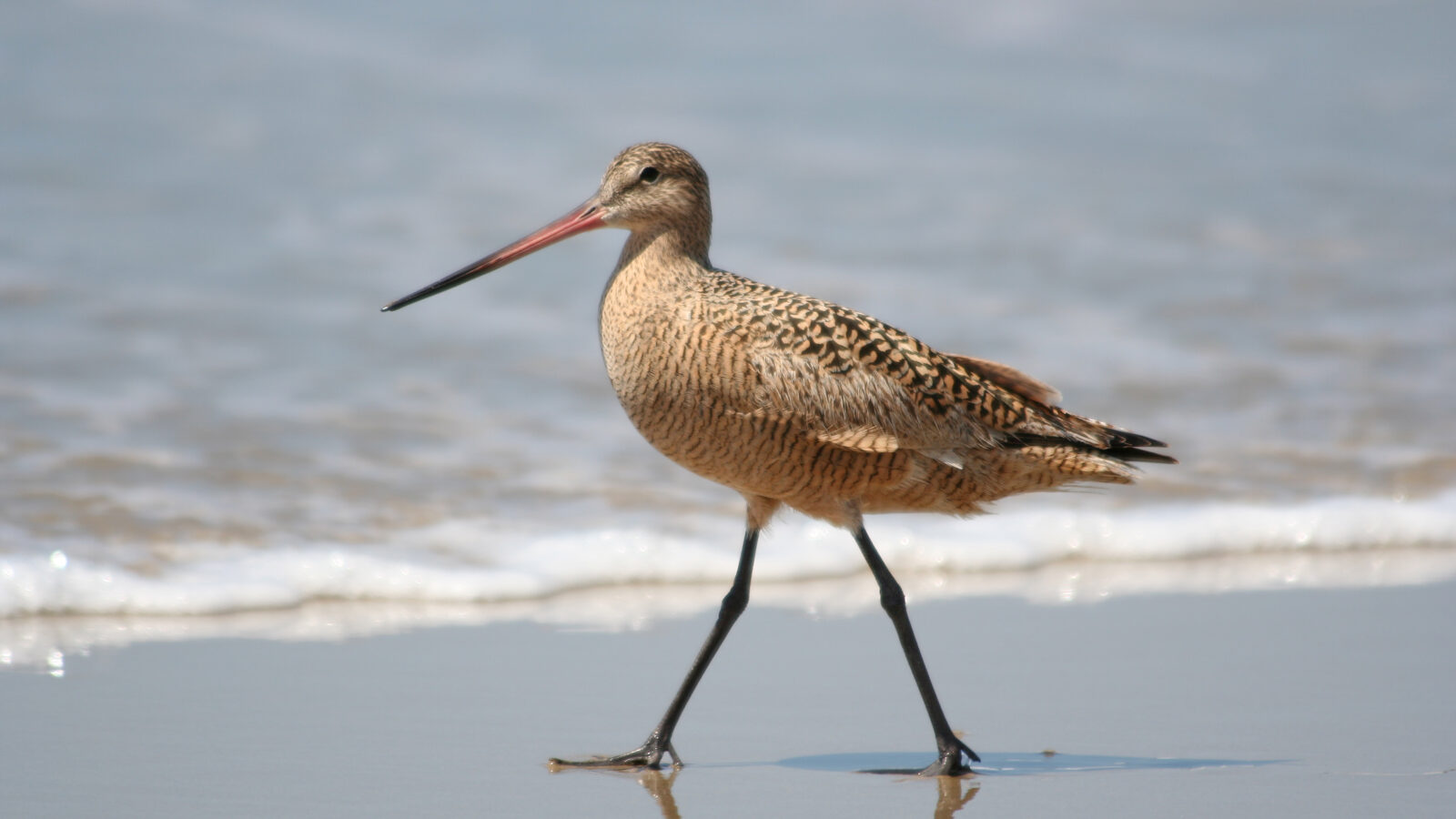 Marbled Godwit