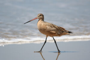 Marbled Godwit