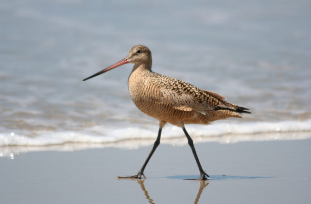Marbled Godwit