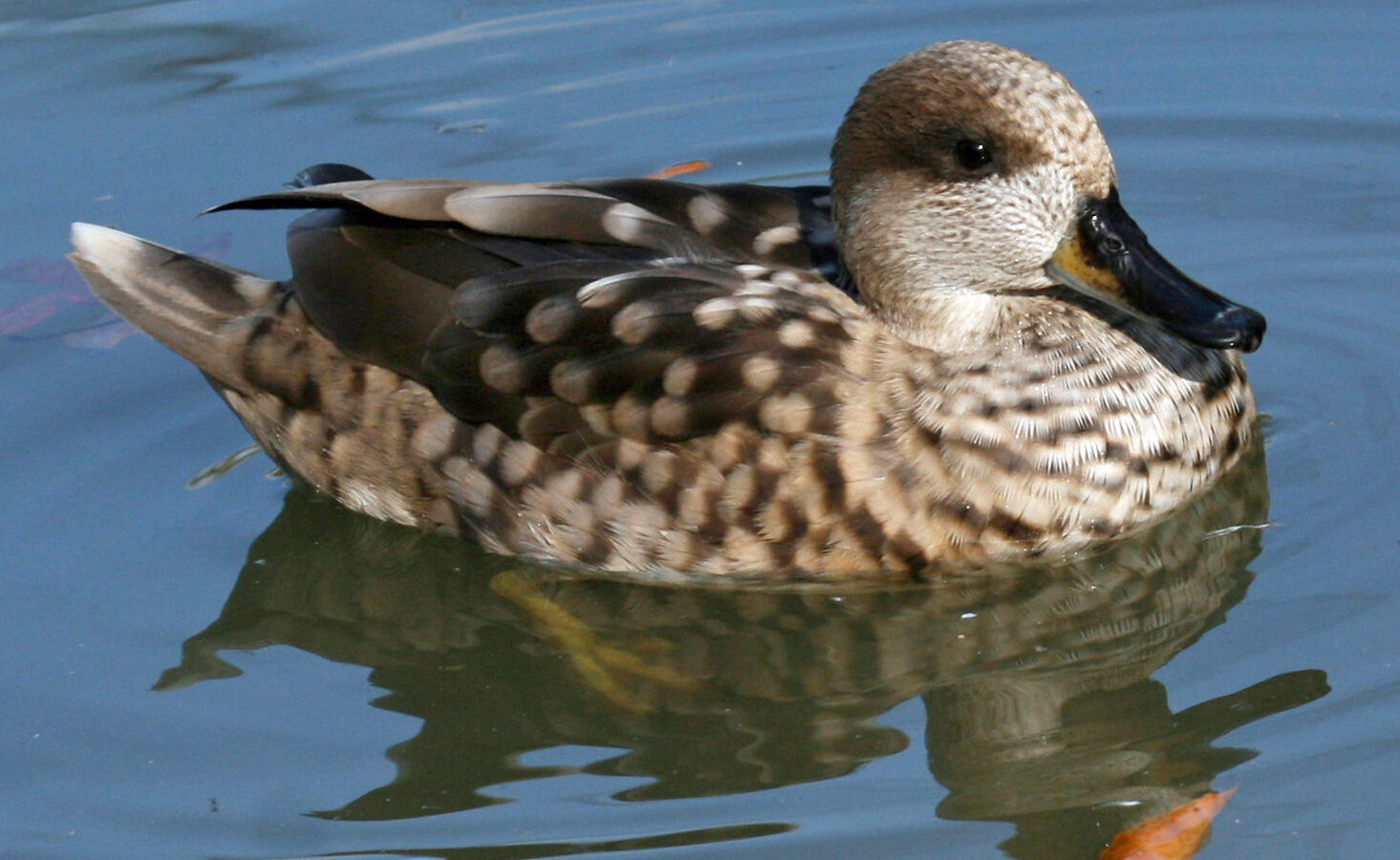 Marbled Duck