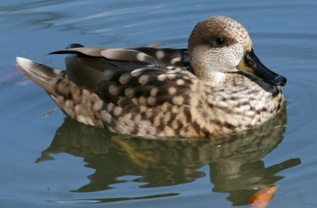 Marbled Duck