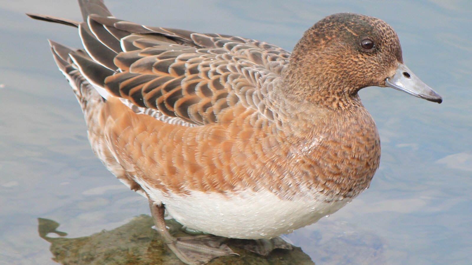 Eurasian Wigeon