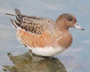 Eurasian Wigeon