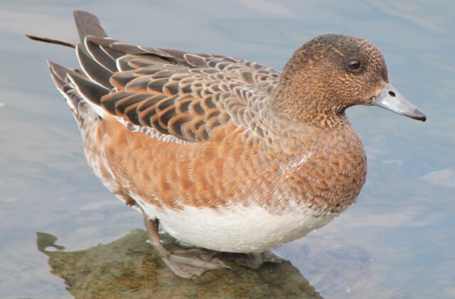 Eurasian Wigeon