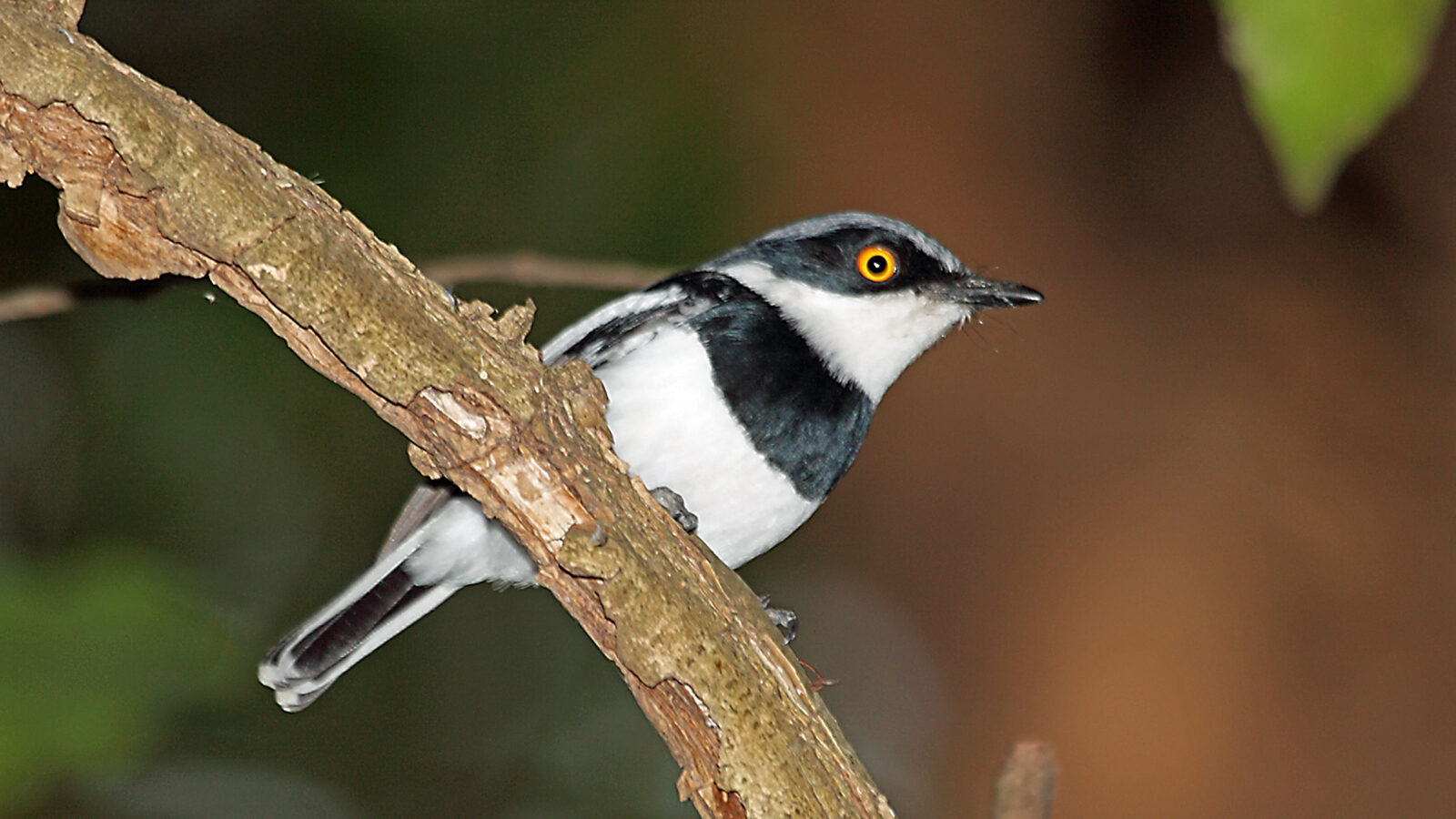 Margaret’s Batis