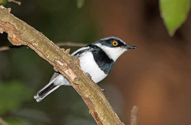 Margaret’s Batis
