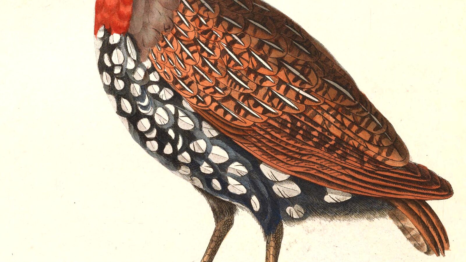 Madagascar Partridge