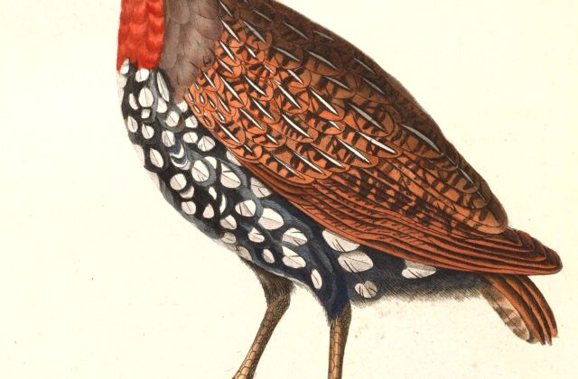 Madagascar Partridge