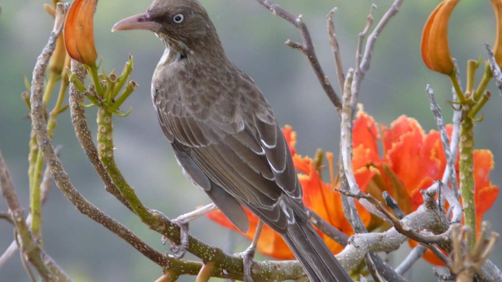 Pearly-eyed Thrasher