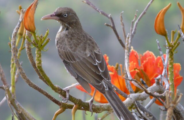 Pearly-eyed Thrasher