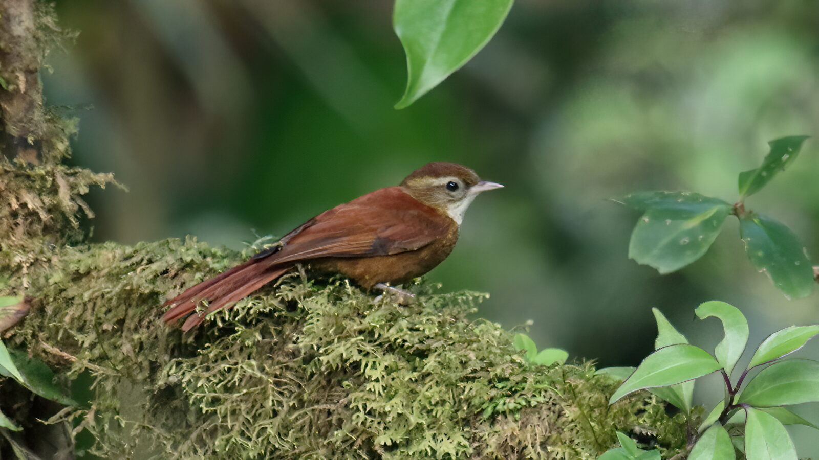 Ruddy Treerunner