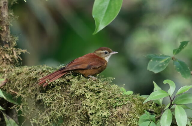 Ruddy Treerunner