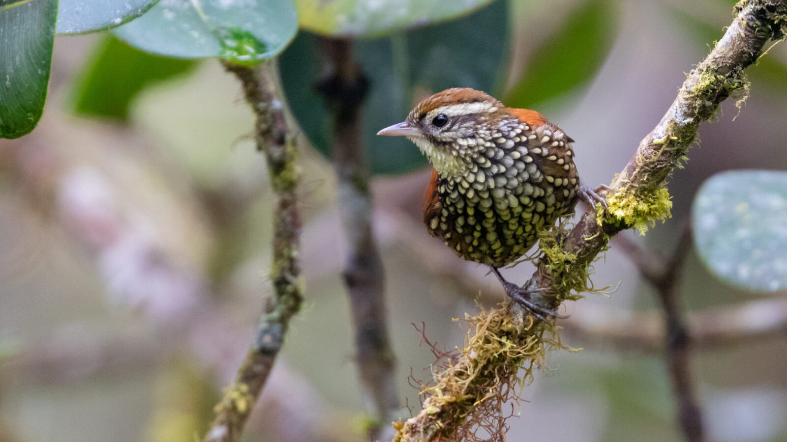 Pearled Treerunner