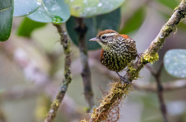 Pearled Treerunner