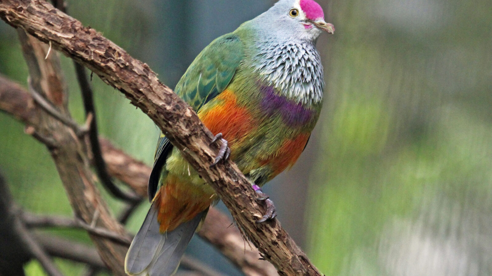 Mariana Fruit Dove