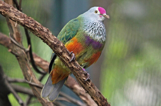 Mariana Fruit Dove
