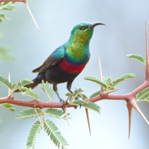 Marico Sunbird