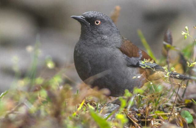 Maroon-backed Accentor