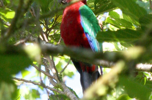 Maroon Shining Parrot