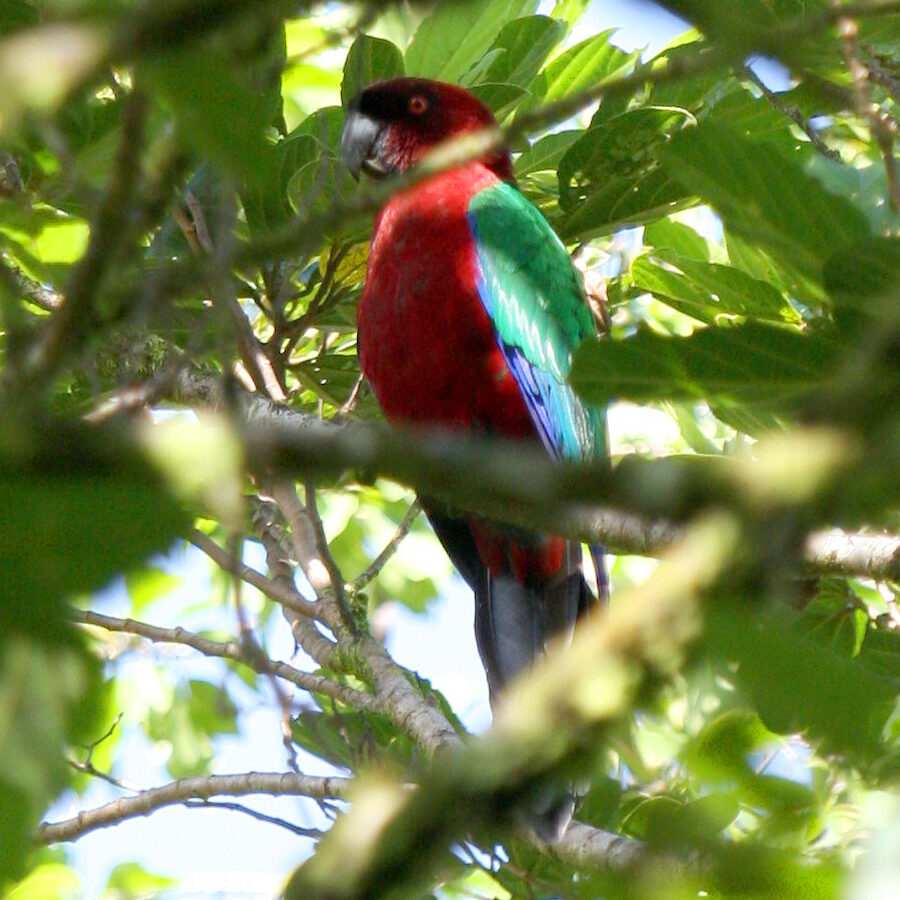 Maroon Shining Parrot
