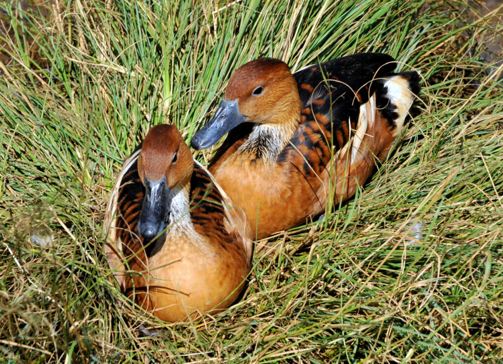 Fulvous Whistling Duck