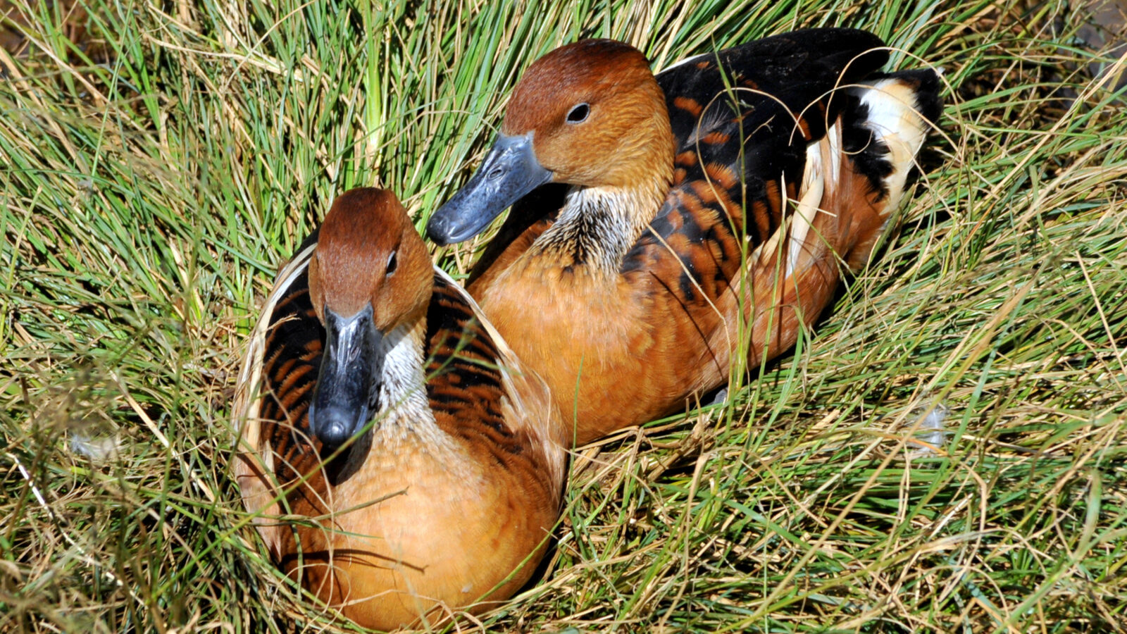 Fulvous Whistling Duck