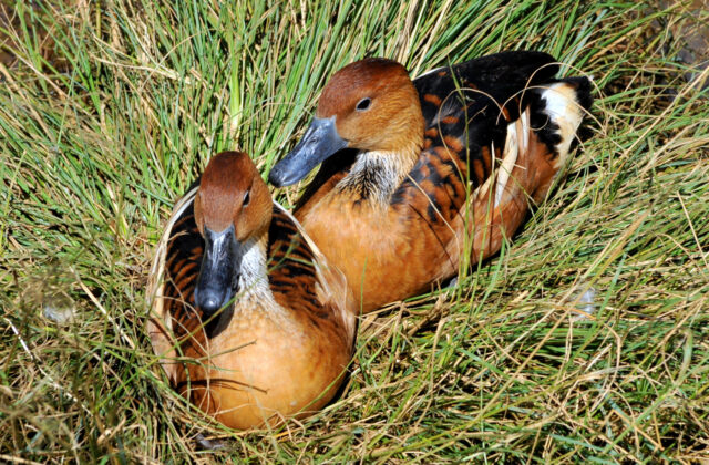Fulvous Whistling Duck