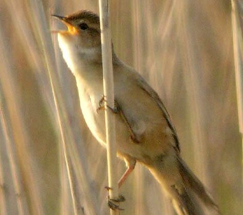 Marsh Grassbird