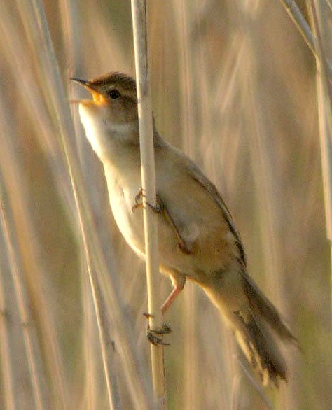 Marsh Grassbird