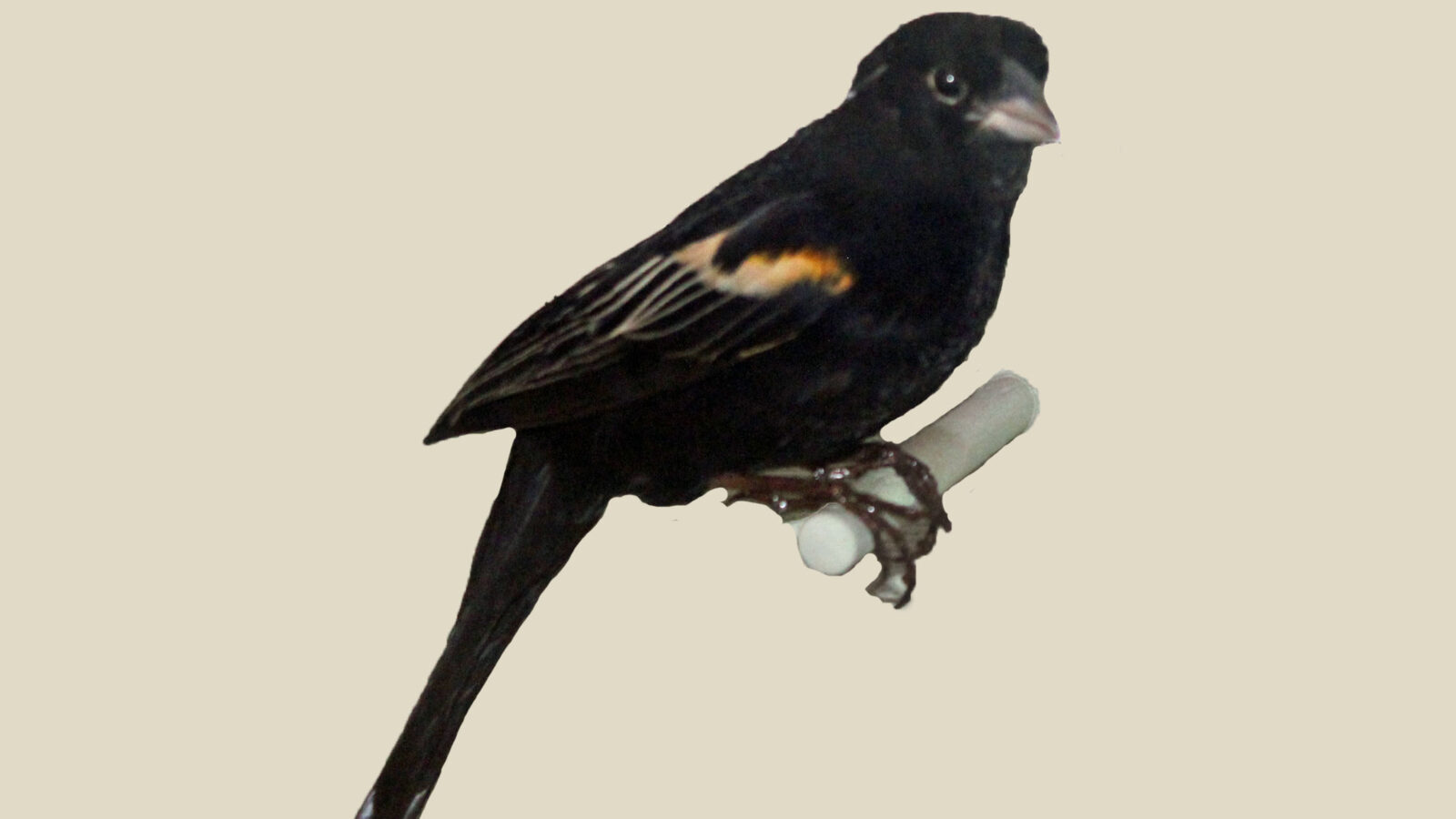 Marsh Widowbird