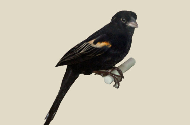 Marsh Widowbird