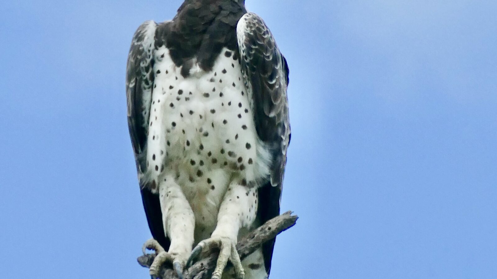 Martial Eagle