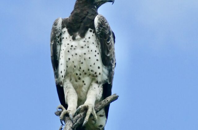 Martial Eagle