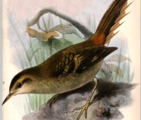 Masafuera Rayadito