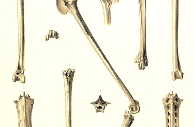 Mascarene Coot